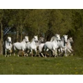 Camargue Gest&uuml;t d'Issel Wesel