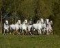 Logo Camargue Gest&uuml;t d'Issel