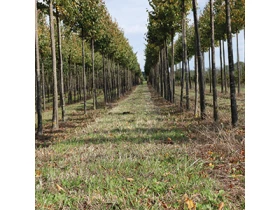 Campo Verde Häussermann Stauden & Gehölze Gartenfachbetrieb Möglingen
