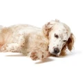 Logo Canes Sani &ndash; Gesunde Hunde Gabriele Engelbart