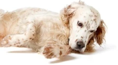 Logo Canes Sani – Gesunde Hunde Gabriele Engelbart