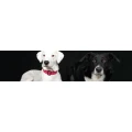 Logo Canis- artgerechtes Futter