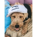 Canis-Mino Ihr Hundesalon Hundesalon Wiesbaden