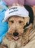 Logo Canis-Mino Ihr Hundesalon Hundesalon