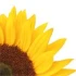 Logo Caritas Altenzentrum Hövelhof e.V.