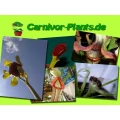 Logo Carnivor-Plants Frank Rudolf