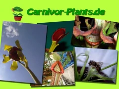 Logo Carnivor-Plants Frank Rudolf