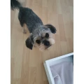 Carsten Gr&uuml;nhage - Hundefriseur Braunschweig Braunschweig