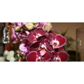 Logo Casa Flora Inh. Michaela Petersen