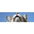 Logo Cat Company