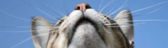 Logo Cat Company