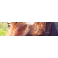 Logo catdoghorse, Inh. Muhtz, Andrea