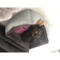 Chico Bello Hundesalon Annette Lindemann Dortmund