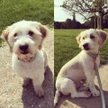 Chico Pf&ouml;tchen - Hundefriseur K&ouml;ln