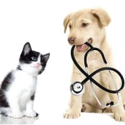 Chiropraktik für Hunde - Dr. med. vet. Maria Meyer Wunstorf