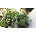 Christian Herb Biog&auml;rtnerei Kempten