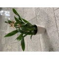 Christian K&uuml;hn Blumenwerkstatt Seebad Bansin