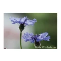 Christine Schmidt Kornblume Naturkost Selb