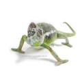 Logo Christine Steimer Tierfotografie und Fotodesigen
