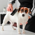 Claudi's Haustiersalon Inh. Silvia Kannegie&szlig;er Hundepflege Wurzen
