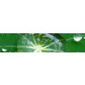 Logo Nohl, Claudia