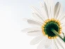 Logo CoBer Miltenberg Guido Berberich Computerdienstleistung