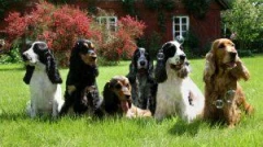 Logo Cockerspanielzucht vom Schnepfengrund