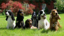 Logo Cockerspanielzucht vom Schnepfengrund