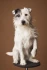 Logo Comedydogshow "Florin & Co."