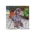 Conny''s Hundesalon Rassehunde Mischlinge Katzen Penig