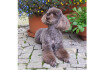 Logo Conny''s Hundesalon Rassehunde Mischlinge Katzen