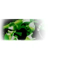 Corpus Delicti 2 Tattoo und Piercing Studio Inh. Joeran Wilhelm Bad Oldesloe