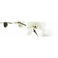 Logo Cosmetics am Talweg - Monika Gundlach