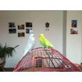 Tweety ist der gr&uuml;ne und am 02.10.06 bei Crazy Animails gekauft.Lebenslustig uns ein Superflieger.❤️