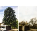 Cut my Tree - Wir schneiden total gut ab! Essen