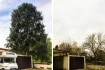 Logo Cut my Tree - Wir schneiden total gut ab!