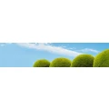 Logo Dach-Gruen