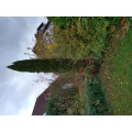 B&auml;ume und B&uuml;sche