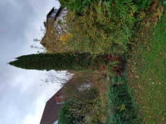 Bäume und Büsche