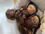 Logo Das Atelier der Tiere - handgemachte Filztiere