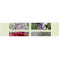 Logo Mehlko, Heiko u. Stefanie - Das Blumenzimmer