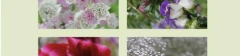 Logo Das Blumenzimmer