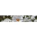Logo Dederichs Garten- und Landschaftsbau GmbH