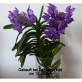 Dehner Garten-Center GmbH & Co.KG Rain