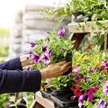 Dehner Garten-Center GmbH & Co. KG Neu&ouml;tting