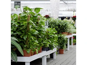 Dehner GartenCenter Friedrichshafen Öffnungszeiten