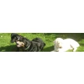 Logo Der Hundetreff... die etwas andere Hundeschule!