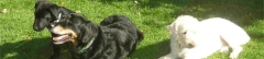 Logo Der Hundetreff... die etwas andere Hundeschule!