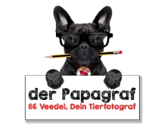 der Papagraf - Dein Hundefotograf für Köln und Umgebung Köln