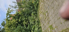 Die Gartenjungs Walsrode
